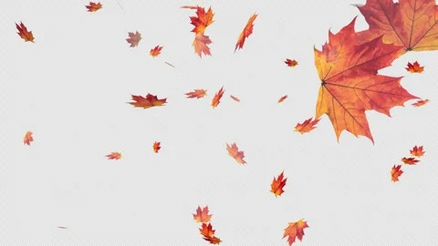 Falling maple leaves rise upward in smooth seamless animation on alpha back.. Stock Footage 309200945