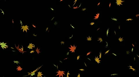 Falling maple leaves – seamless loop, alpha matte Stock Footage 12479389