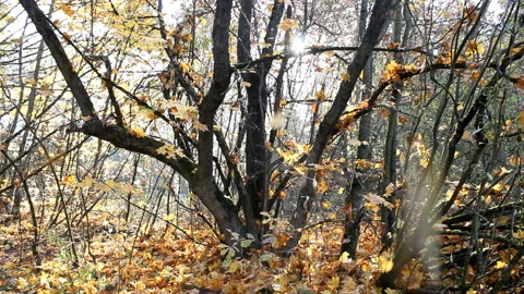 Falling maple leaves. Sunny forest in autumn. Stock Footage 97496179