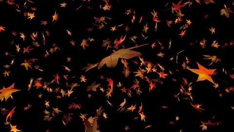 Falling maple leaves. View from bottom to top. Alpha channel Stock Footage 77781573
