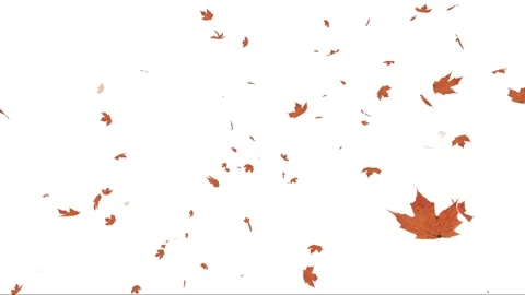 Falling Maple Leaves on White Background Animation. Stock Footage 289615654
