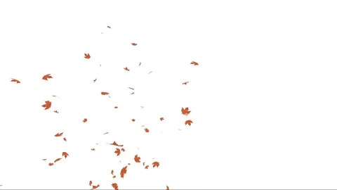 Falling Maple Leaves on White Background Animation. Stock Footage 289617253