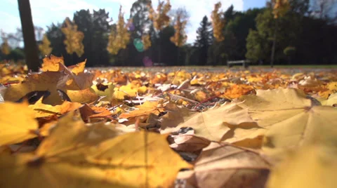 Falling Maple tree leaves on the ground in autumn, closeup Stock Footage 32349666