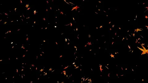 Falling mapple leaves - with alpha channel. 3D rendering, UHD Stock Footage 77553817
