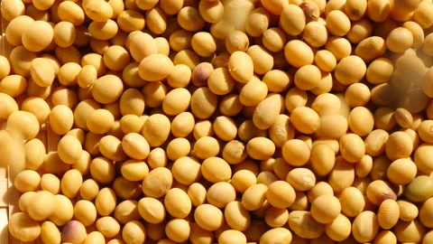 Falling mass of soybeans Stock Footage 162604885