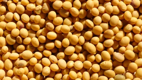 Falling mass of soybeans on rotate Stockbeeldmateriaal 162605313