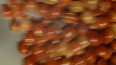 Falling millet grains. Scatter a lot of grains. Asmr Stock Footage 256346619
