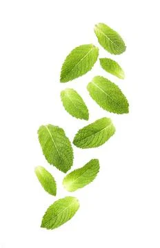 Falling mint leaves Stock Photos