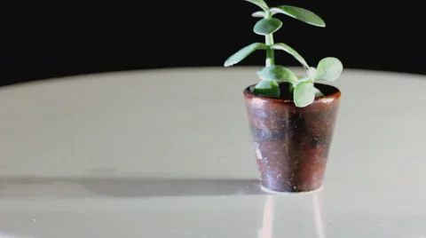 Falling Monies Stock Footage 3980450