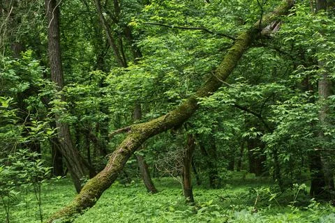 Falling moss tree in the summer forest Stock Photos