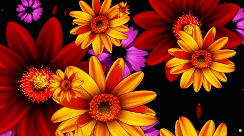 Falling multicolored large flowers Stock Footage 62467164