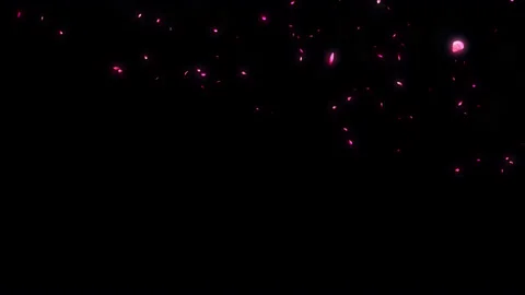 Falling neon petals of a pink flower on ... | Stock Video | Pond5