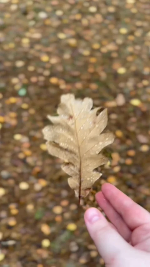 Falling Oak Leaf Jumping into Hands in Autumn Forest Stock Footage 318299579