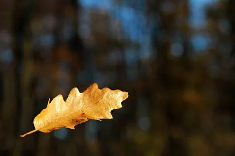 Falling oak leaf Stock Photos