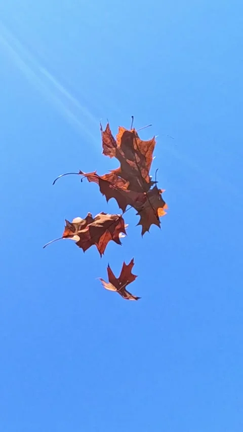 Falling oak leaves drifting slowly through clear blue autumn sky Stock Footage 321681342