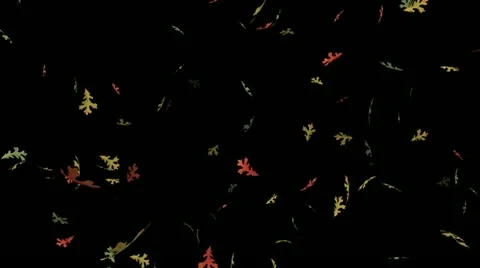 Falling oak leaves – seamless loop, alpha matte Stock Footage 12467863