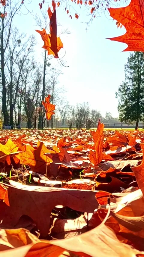 Falling oak leaves swirling on ground under bright autumn sunlight Stock Footage 321242092