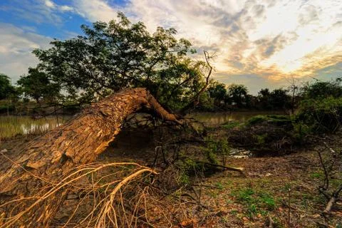 Falling old trees. Forest river. Stock Photos