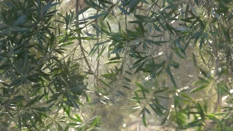 Falling Olive Shaking Olive Tree Video stock 318727821