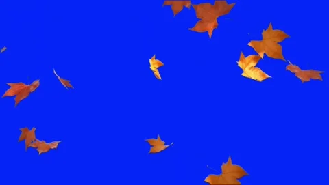 Falling orange autumn maple leaves on blue screen 動画素材 345641744