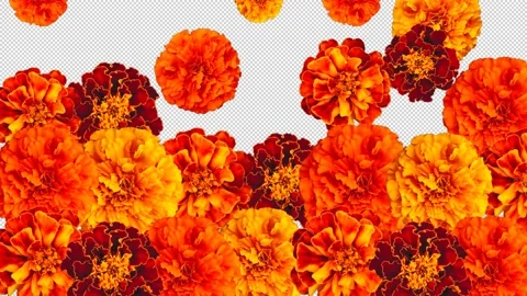 Falling orange marigolds. Day of the Dead transition. Stock Footage 157982667