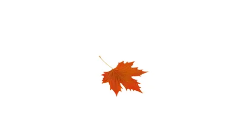 Falling orange sycamore leaf Stock Footage 40788596