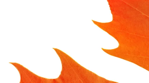 Falling orange sycamore leaf Stock Footage 40790585