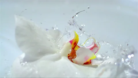 Falling orchid to the water, splash Stock Footage 256946311