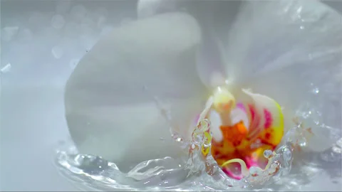 Falling orchid to the water, splash Stock Footage 256946530