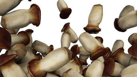 Falling oyster mushroom on white background. 스톡 동영상 285696561