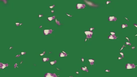 Falling petals on a and with lot of bunch purple flowers white cartoonish figure 스톡 동영상 335988118