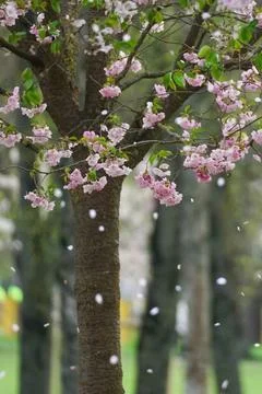 Falling petals of cherry blossoms in spring season - sakura Stock Photos