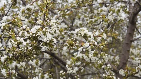 Falling petals of cherry flowers Stock Footage 83646428