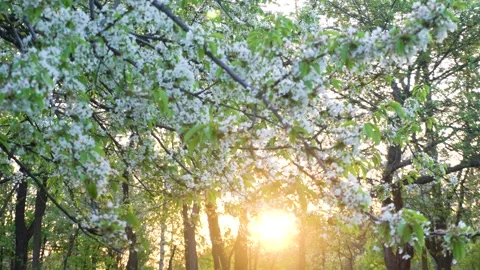 Falling petals of a flowering Apple tree in the garden at sunset Stock Footage 169303140