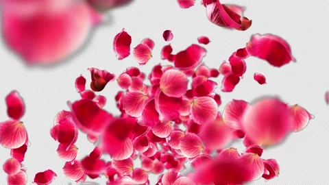 Falling petals Stock Footage 331348667