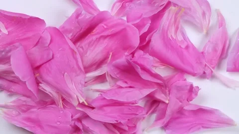 Falling petals of pink peony on white background top view Stock Footage 202663470