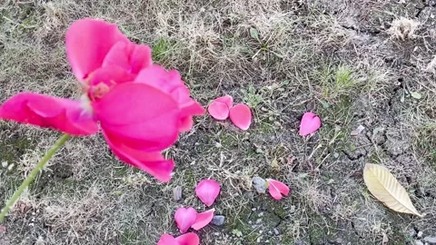 Falling petals rose 스톡 동영상 220613683