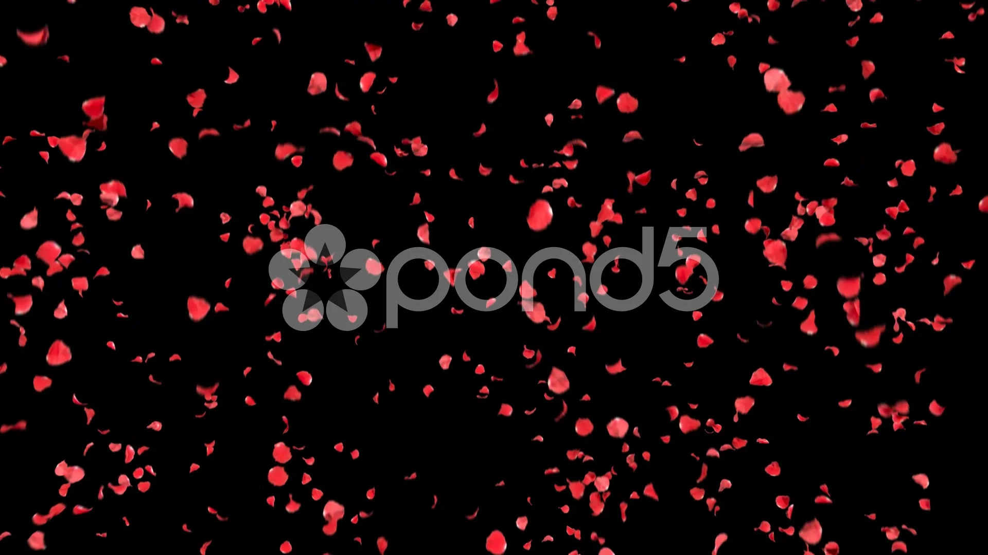 4,368 Rose Petals Falling Black Background Images, Stock Photos, 3D  objects, & Vectors