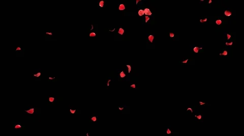 Falling petals roses 3d animation with alpha channel Stock Footage 51840615