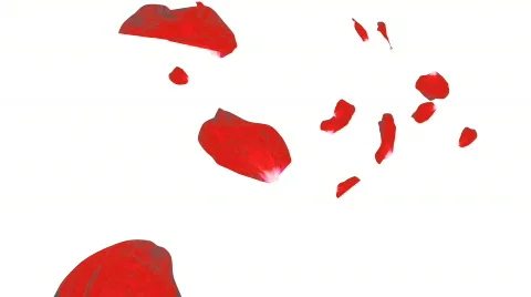 Falling petals of roses Stock Footage 608278