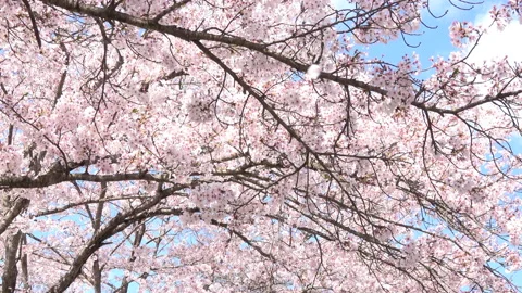 Falling petals of sakura in full bloom. Tilt. Cherry blossoms in Japan. 4K Stock Footage 141100268