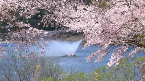 Falling petals of sakura in full bloom by the lake. Cherry blossoms in Japan. 4K Stock Footage 141100352