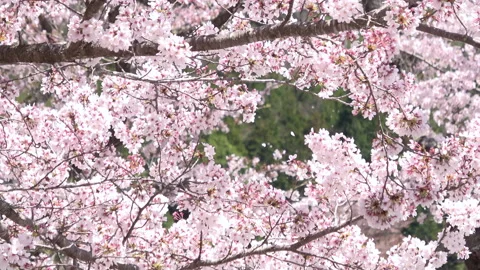 Falling petals of sakura in full bloom. Cherry blossoms in Japan. 4K Stock Footage 161011465