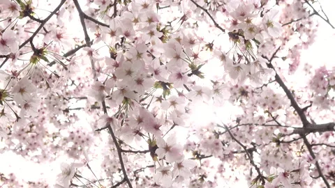Falling petals of sakura in full bloom with sun flare. Cherry blossoms, Japan Stock Footage 168274081