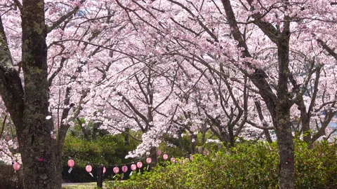 Falling petals of sakura in full bloom with lanterns in Japan. Cherry blossoms.  Stock Footage 171901819