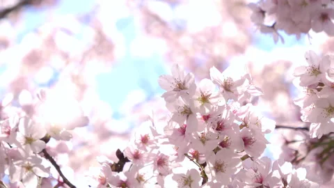 Falling petals of sakura in full bloom. Cherry blossoms in Japan. 4K Stock Footage 172093620