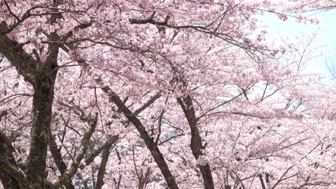 Falling petals of sakura in full bloom. Pan. Cherry blossoms in Japan. 4K Stock Footage 172337573