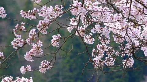 Falling petals of sakura in full bloom. Cherry blossoms in Japan. 4K Stock Footage 233565252