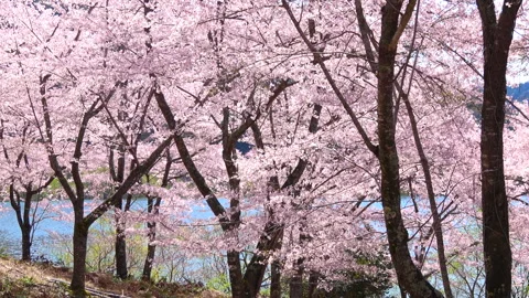 Falling petals of sakura in full bloom. Cherry blossoms in Japan. 4K Stock Footage 245479352
