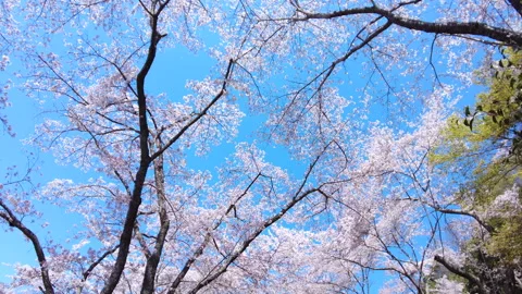 Falling petals of sakura in full bloom. Slow motion.Cherry blossoms in Japan. 4K Stock Footage 251775776